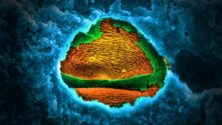 This colour enhanced SEM image shows a fossilised pollen grain (possibly Ailathipites sp.)