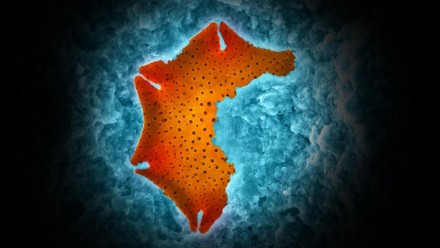 This colour enhanced SEM image shows a fossilised pollen grain (Nothofagaditis emarcidus/heterus) from an as-yet undated fossil site in NSW.