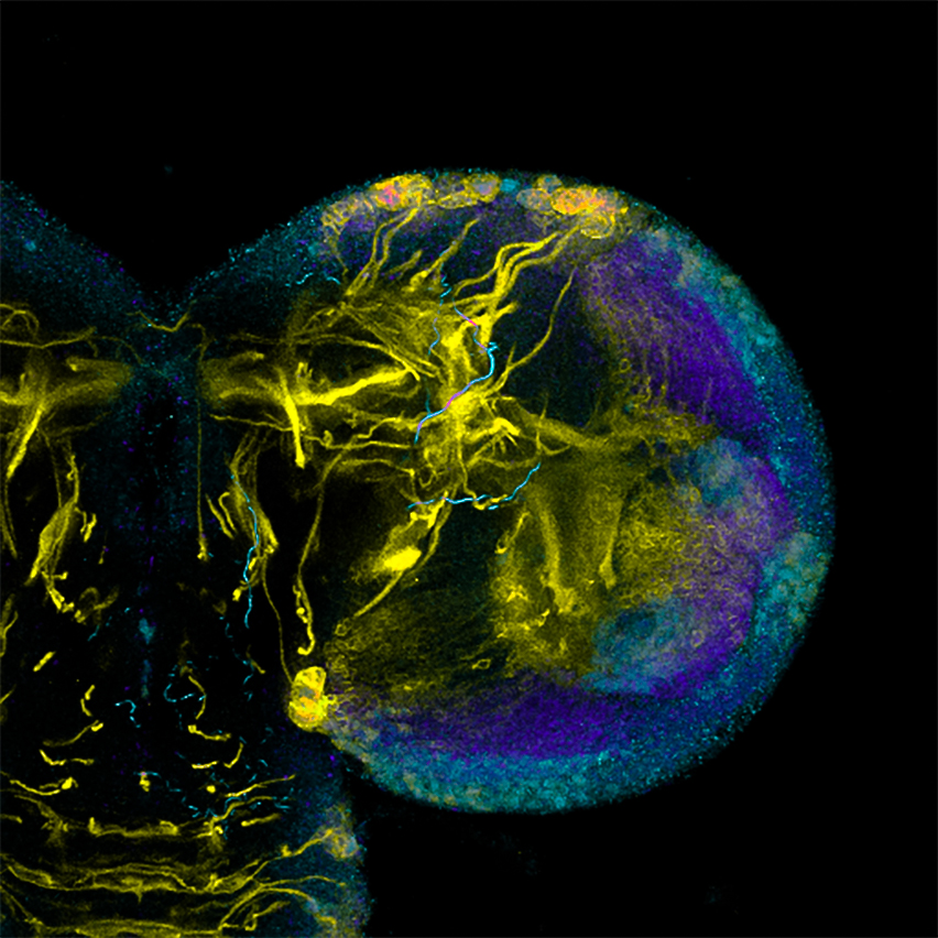 Lightning flash, deep in the brain. Image by Nan-hee Kim, ZEISS LSM800 with Airyscan. Lightning flash, deep in the brain. Image by Nan-hee Kim, ZEISS LSM800 with Airyscan.