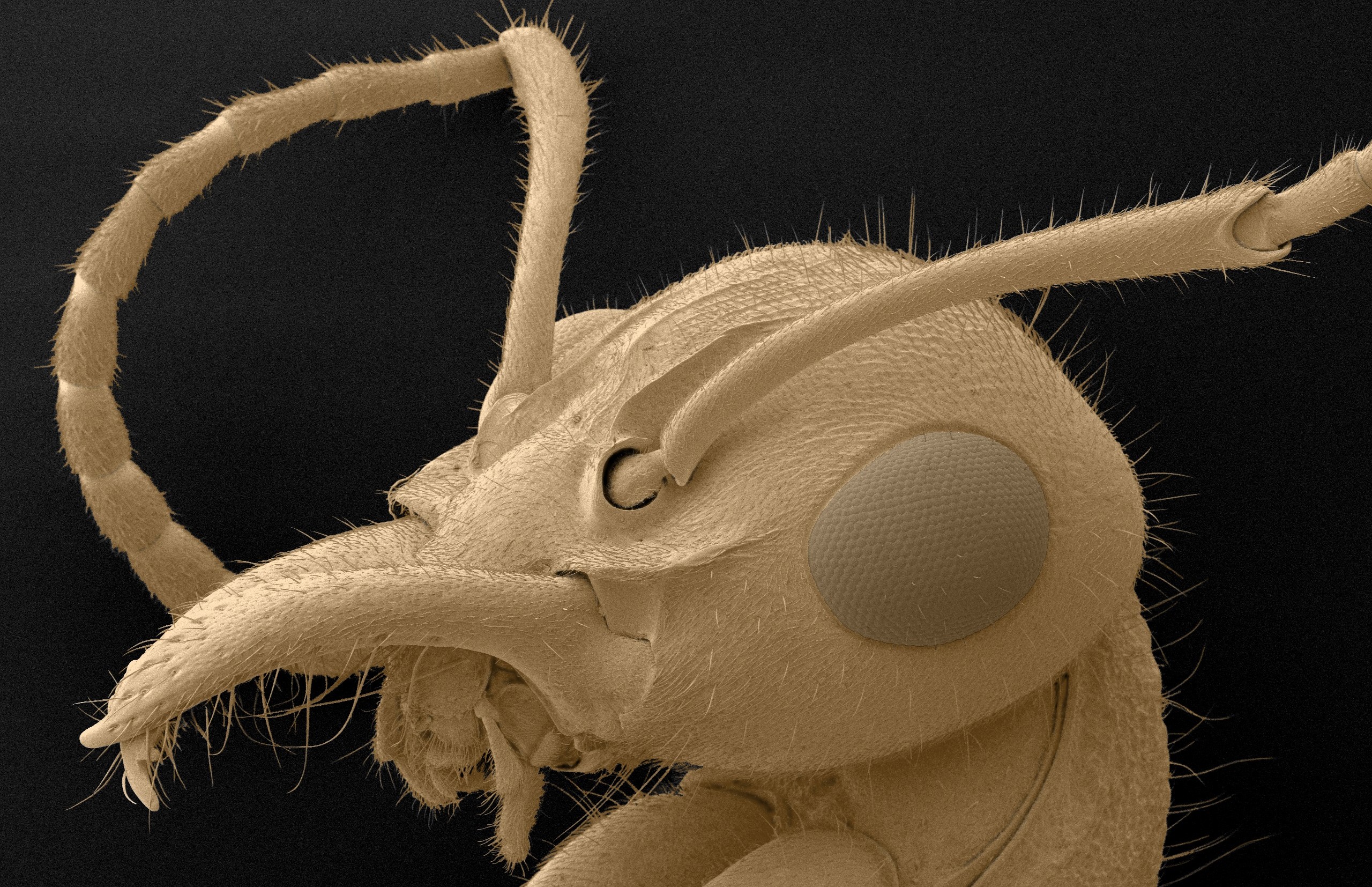 Nothomyrmecia macrops