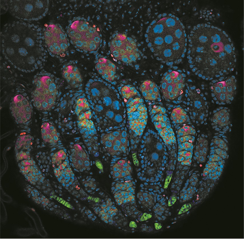 An LSM800 image of a Pupal Drosophila Ovar An LSM800 image of a Pupal Drosophila Ovar