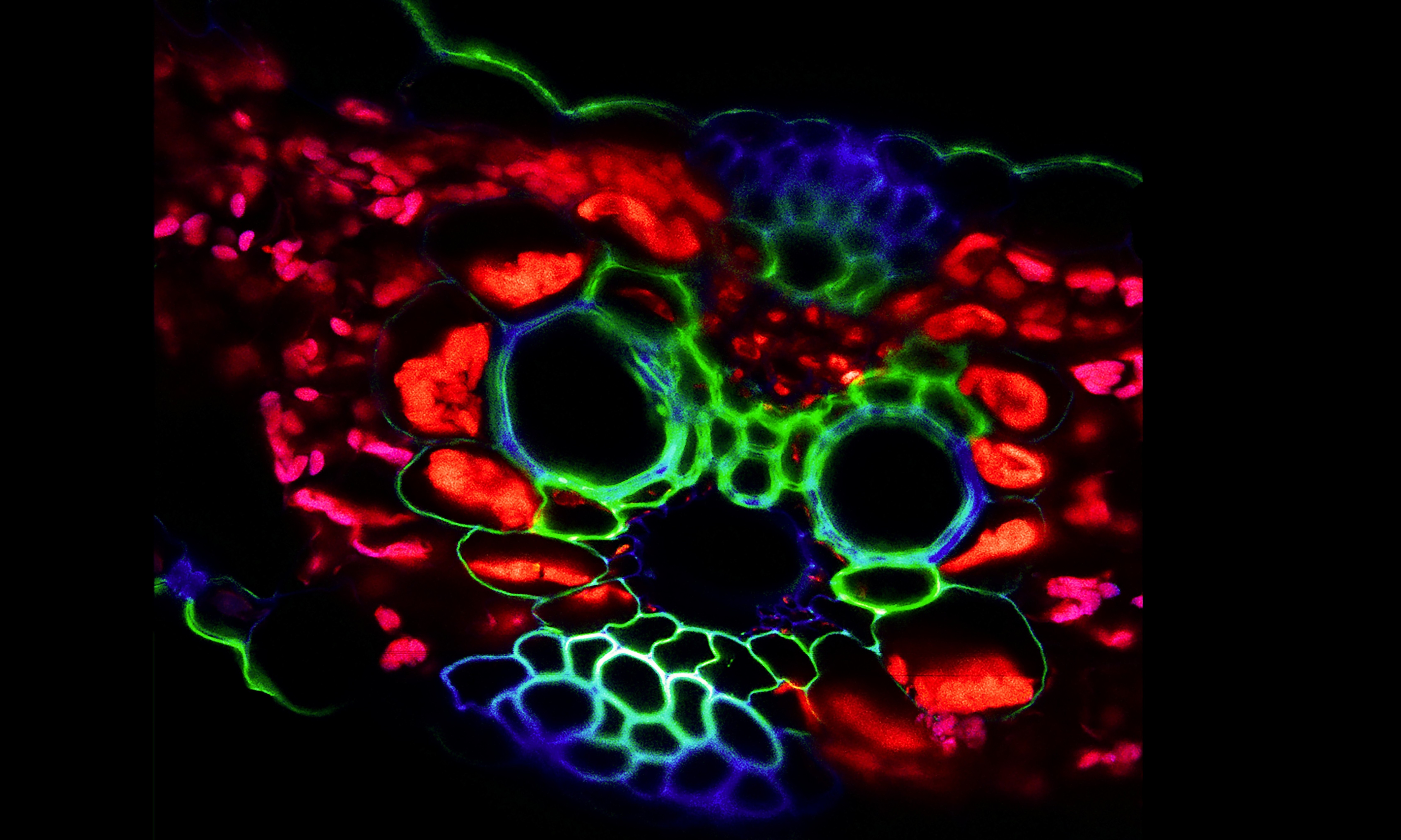 Leaf vascular bundle imaged on ZEISS LSM780 microscope
