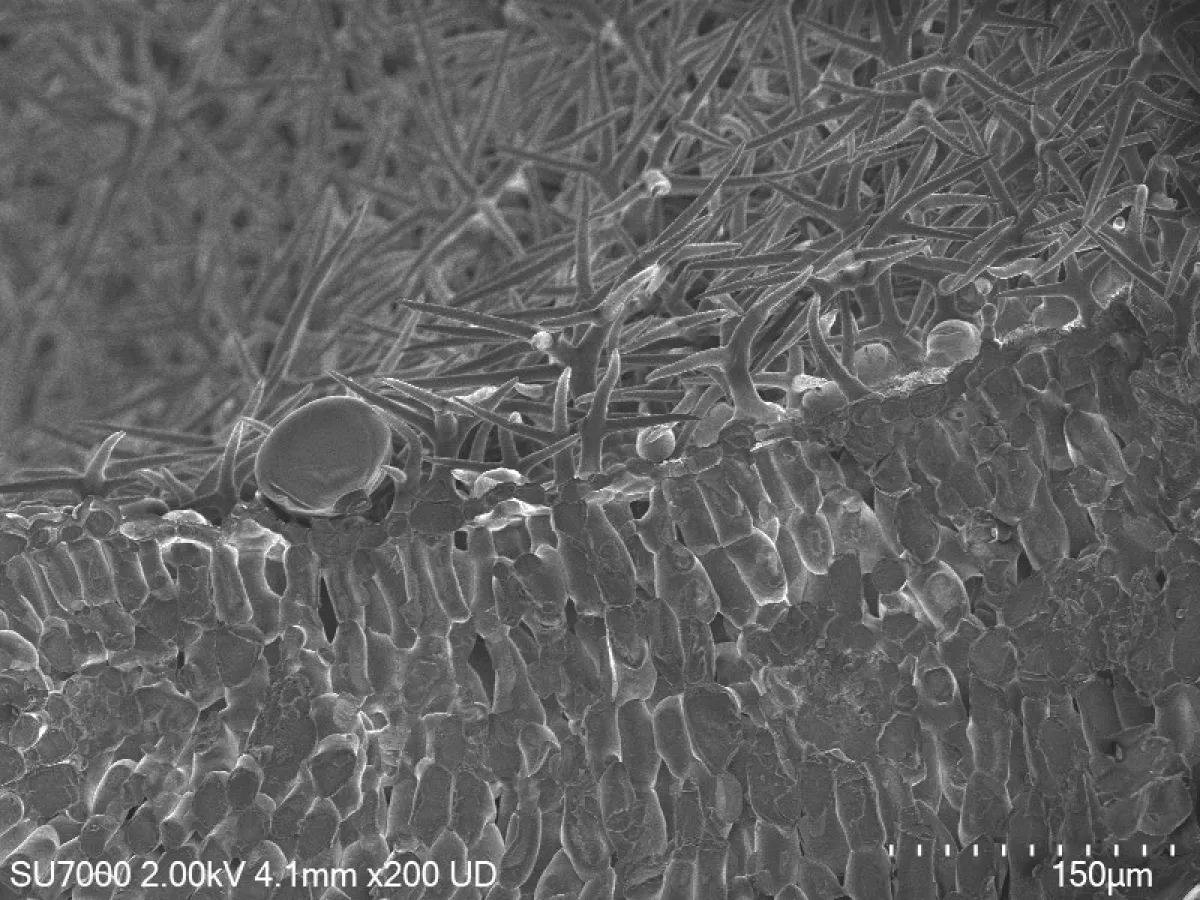 Cryo-SEM secondary electron image of a fractured lavender leaf