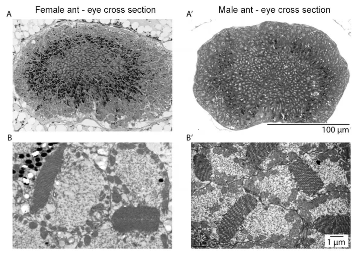 Cross section median ocellus