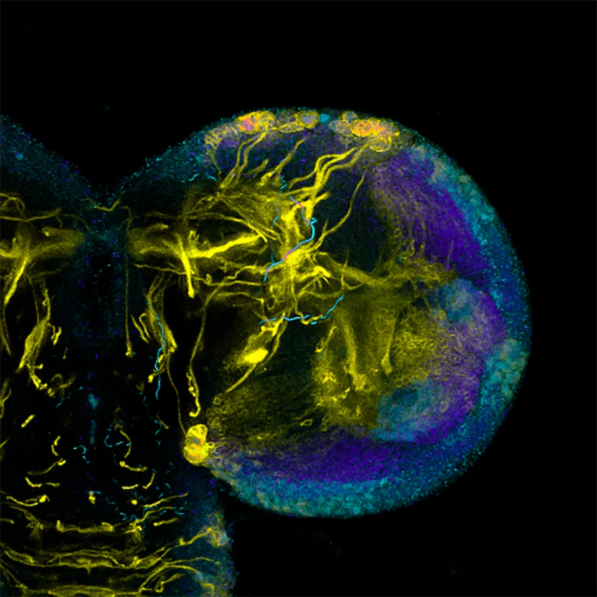 Lightning flash, deep in the brain. Image by Nan-hee Kim, ZEISS LSM800 with Airyscan.