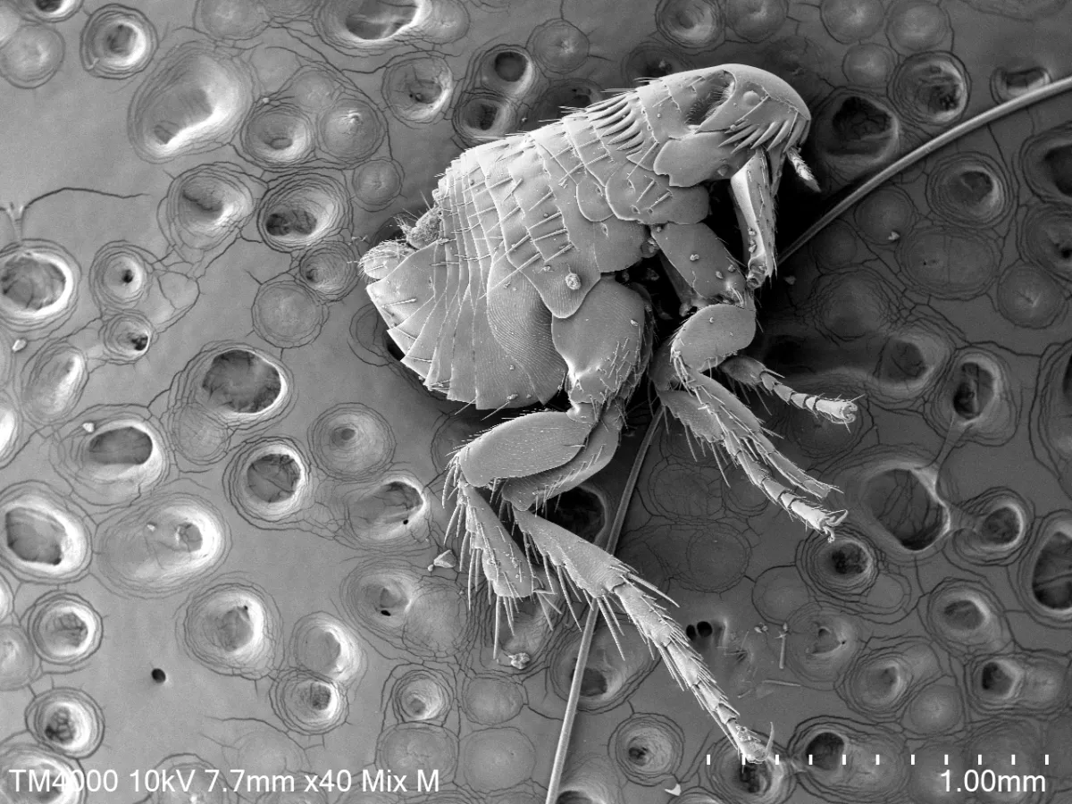 Dog flea (Ctenocephalides canis) imaged with a combination of UVD and BSED detector (capturing SE and BSE signals)