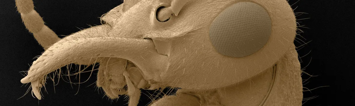 Nothomyrmecia macrops