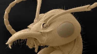 Nothomyrmecia macrops